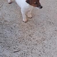 Disponibile jack russell
