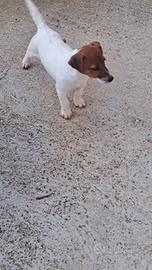 Disponibile jack russell