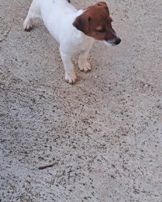 Disponibile jack russell