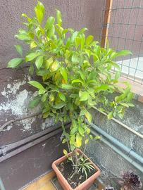Ficus microcarpa ginseng