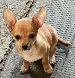 Chihuahua 2 Femmine,1 Maschio,Nati il 16/03/2026