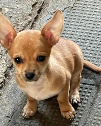 Chihuahua 2 Femmine,1 Maschio,Nati il 16/03/2026