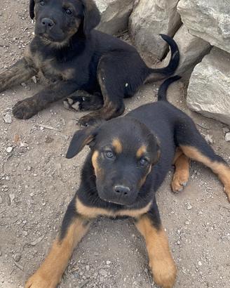 Cucciolo meticcio Labrador corso pelo corto morbid