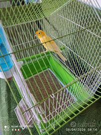 Canarino maschio 2024