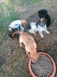 Cuccioli di Lagotto meticcio di due mesi