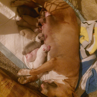 Bull terrier miniatura cuccioli