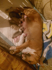 Bull terrier miniatura cuccioli