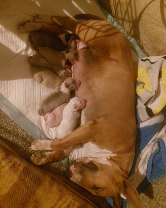 Bull terrier miniatura cuccioli