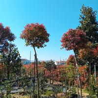 PIANTE DI PHOTINIA AD ALBERELLO IN VASO GRANDE