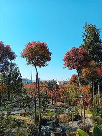 PIANTE DI PHOTINIA AD ALBERELLO IN VASO GRANDE