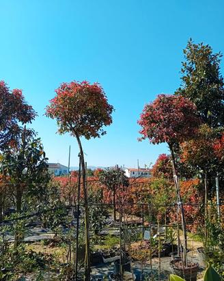 PIANTE DI PHOTINIA AD ALBERELLO IN VASO GRANDE