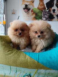 Spitz, chihuahua, maltese,