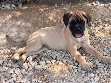 Bullmastiff