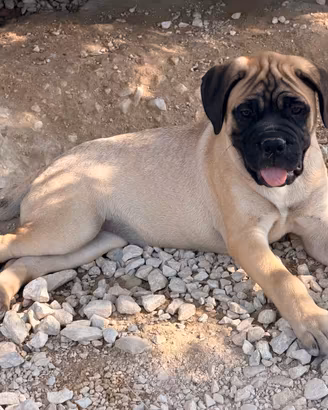 Bullmastiff