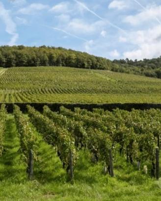 Azienda Agricola a seminativo e vigneti