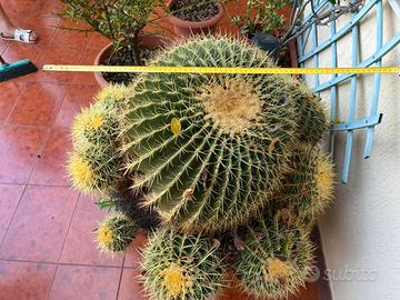 ECHINOCACTUS GRUSONII XXL  cuscino di suocera