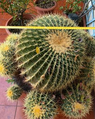 ECHINOCACTUS GRUSONII XXL  cuscino di suocera