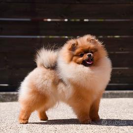 Pomerania pedigree enci