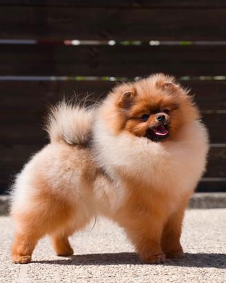 Pomerania pedigree enci