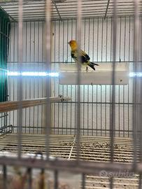 Cardellini mayor d altro