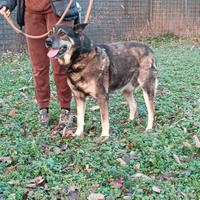 ROCKY pastore sfortunato