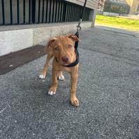 Pitbull cucciola red nose femmina 2 mesi