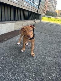 Pitbull cucciola red nose femmina 2 mesi