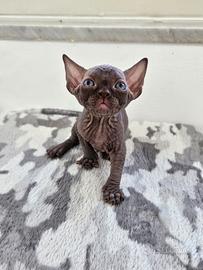 Canadian Sphynx