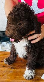 Cuccioli lagotto pedigree