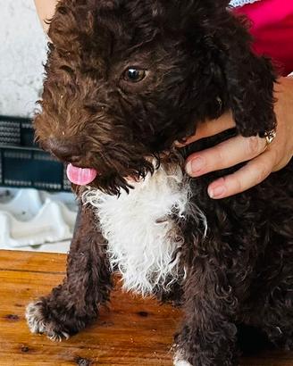 Cuccioli lagotto pedigree