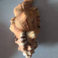 conchiglia da collezione 