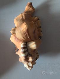 conchiglia da collezione 