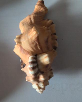 conchiglia da collezione 