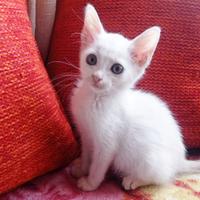 Gattino bianco adozione gratuita