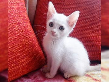 Gattino bianco adozione gratuita