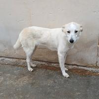 Samira 13 kg buona educata docile