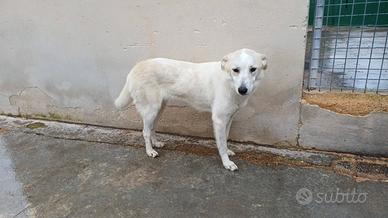 Samira 13 kg buona educata docile