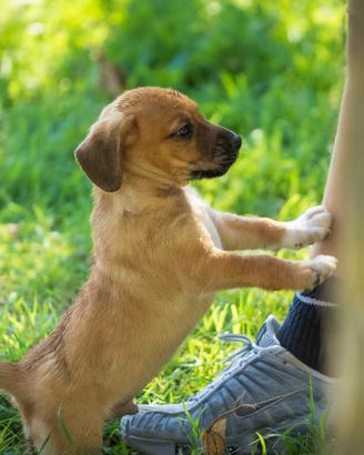 Cuccioli taglia piccola