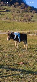 Stallone grigio viterbese iscritto