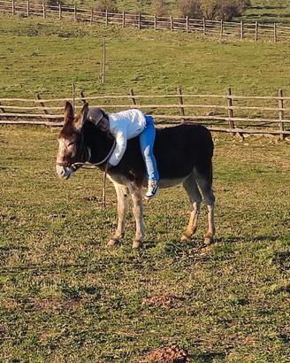 Stallone grigio viterbese iscritto