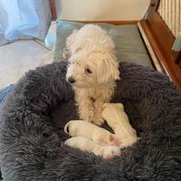 Cuccioli di maltese