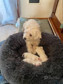 Cuccioli di maltese