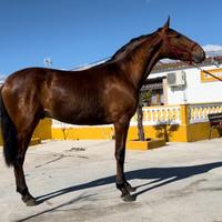 Cavallo Andaluso