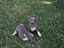 Immagine 26