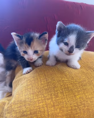 Gattini già svezzati