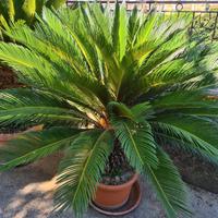 pianta da esterno cycas