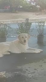Cane meticcio