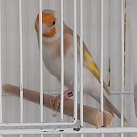 Cardellini major mutati