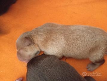 Cuccioli di Rotvailer Cane Corso