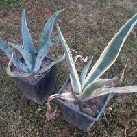 agave